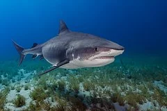 Трагедия на пляже Куджи: выжившая после нападения акулы борется за здоровье