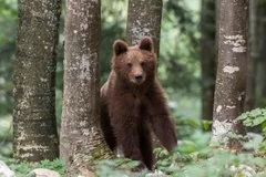 Трагедия в Монголии: медведь напал на семью и убил пастуха