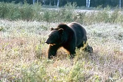 Трагедия в Красноярском крае: подробности нападения медведя на пенсионерок