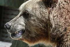 Трагедия в Нью-Мексико: дикий медведь напал на пожилого мужчину в его доме