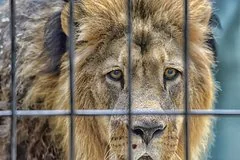 Трагическая ошибка дрессировщика едва не стоила жизни молодому ветеринару на Кубе