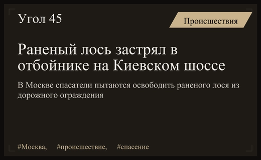 Драматическая спасательная операция: раненый лось застрял в отбойнике на Киевском шоссе