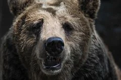 Драматическая встреча с медведем под Новокузнецком едва не закончилась трагедией для пенсионерки
