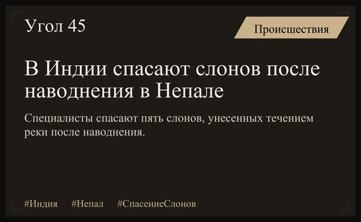 Драматичная спасательная операция: в Индии спасают слонов после наводнения в Непале