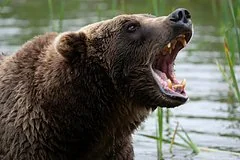В Красноярске введен режим повышенной готовности из-за участившихся случаев появления медведей