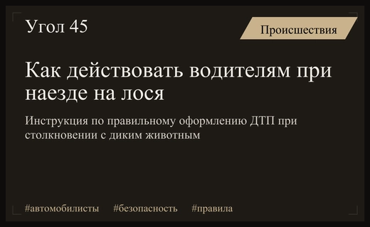 Правила безопасности для водителей Москвы при столкновении с дикими лосями
