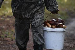 Грибной бум в Центральной России ожидается благодаря аномально теплому бабьему лету