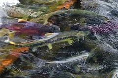 В Приморье значительно расширили защитные зоны нерестовых рек для спасения рыбы