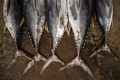 В Приморском крае на соревнованиях по ловле тунца поймали гиганта