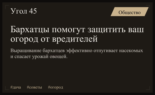 Природный щит для грядок: как бархатцы спасают урожай от насекомых