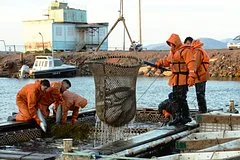 Кризис рыбопромышленного прогнозирования: в России требуют ответственности от ученых за ошибки