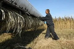 Кризис технической конопли в России: площади посевов сократились на тридцать процентов