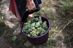 Кризис виноделия во Франции: производство упадет до исторического минимума из-за климата