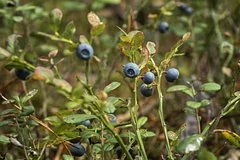 В Иркутской области развернута масштабная поисковая операция для спасения пропавшей пенсионерки