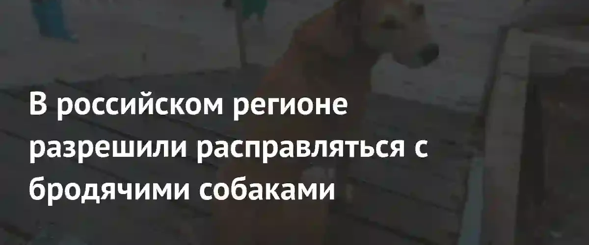 В Иркутской области утвердили правила усыпления агрессивных бродячих собак