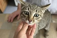 В Иркутской области ветеринары спасли маленького котенка от смертельного отравления мухомором