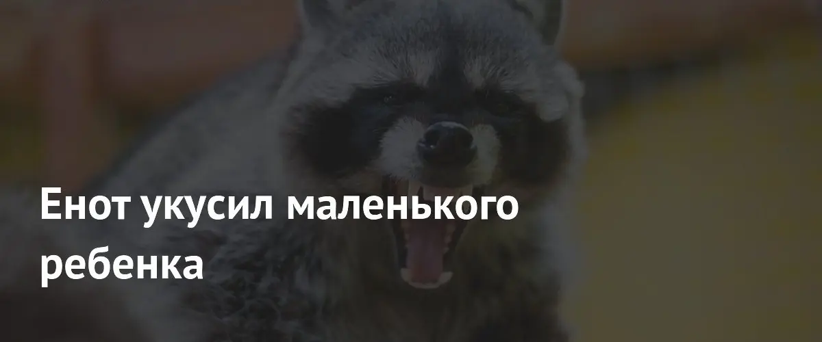 В штате Массачусетс дикий енот напал на двухлетнего ребенка на площадке