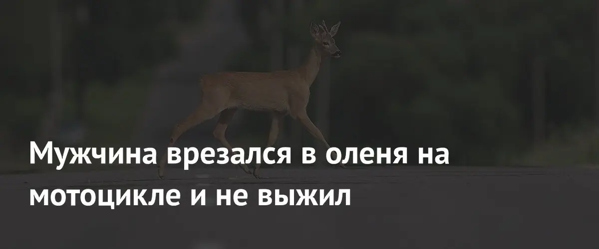 В штате Миннесота мотоциклист погиб в результате столкновения с оленем