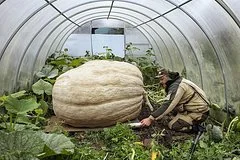 Психологи объяснили стремление россиян выращивать аномально крупные овощи и фрукты