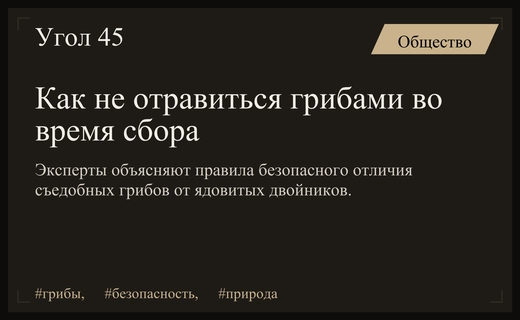 Искусство грибной охоты: как безошибочно отличить съедобные виды от смертельно опасных