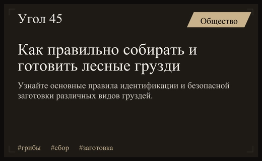 Искусство сбора и секреты правильной заготовки лесных грибов груздей