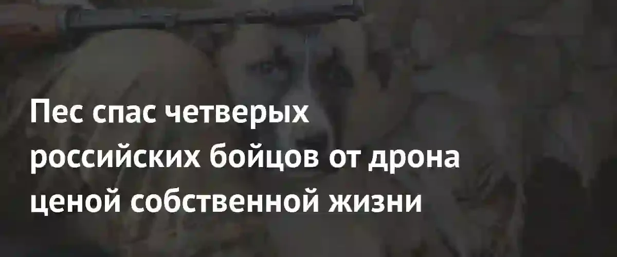 Стаффордширский терьер Дизель спас группу российских разведчиков от удара дрона
