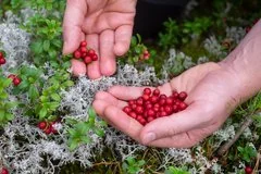 Итальянские ученые обнаружили ягоды способные эффективно снижать воспаление кишечника