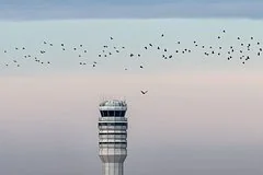 Стая птиц вызвала масштабную воздушную тревогу и остановку аэропортов в Литве