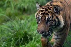 Судьба тигра после нападения на посетителя в британском зоопарке решена