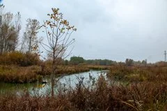 В Свердловской области подросток заблудился в лесу и застрял в болоте