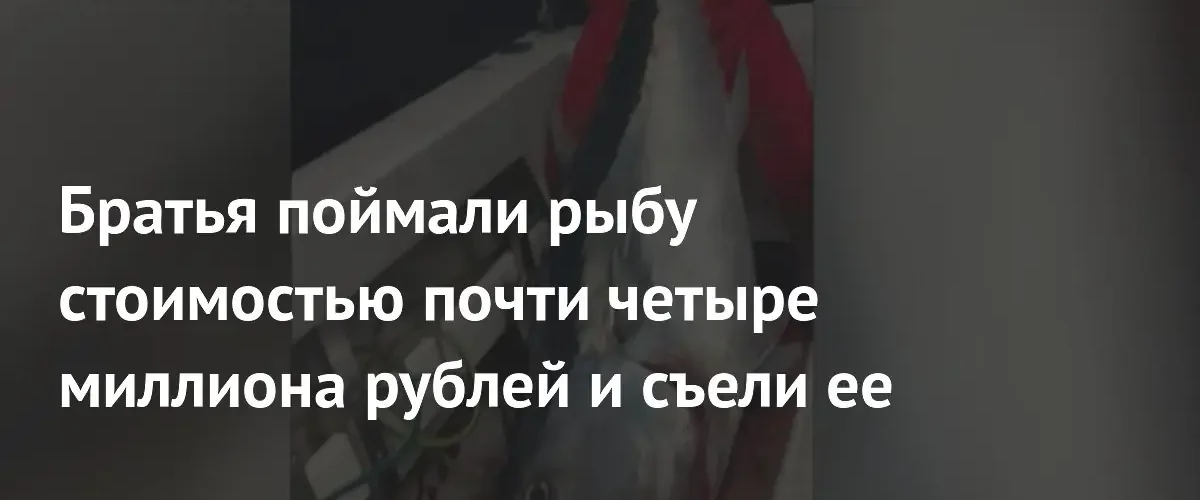 В Австралии братья поймали тунца стоимостью почти четыре миллиона рублей