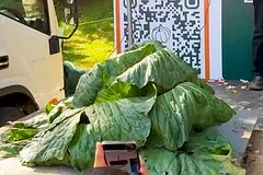 Пятнадцатилетний школьник из Нижегородской области установил новый рекорд России по капусте
