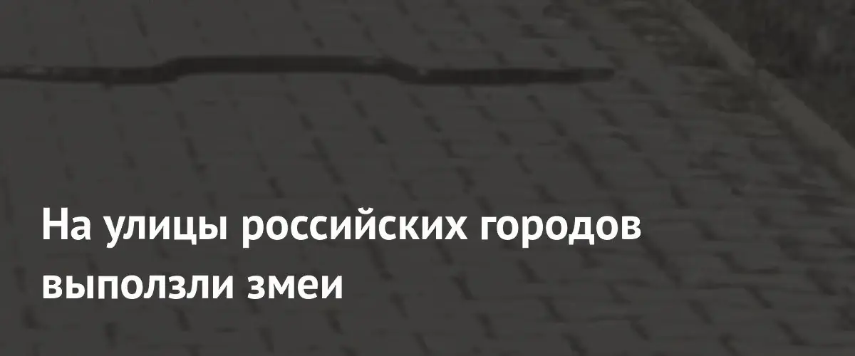 Из-за аномальной жары змеи всё чаще появляются на улицах российских городов