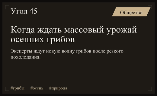 Ожидание урожая: эксперты прогнозируют новую волну осенних грибов в лесах